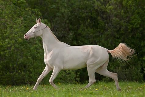 5 Of The Most Expensive Horse Breeds In The World