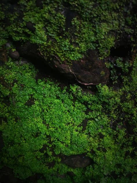 Green Moss In The Rocks Stock Image Image Of Trunk 234322361