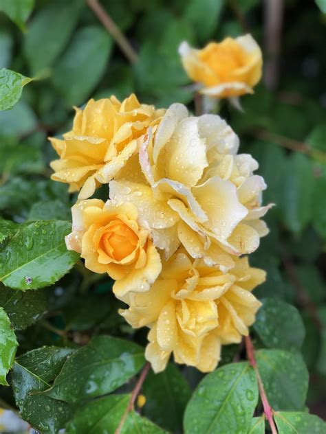“gold Bunny” Rose Rose Flowers Plants