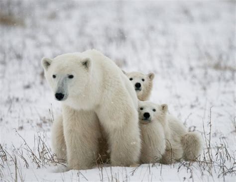Three Polar Bears — Stock Photo © Gudkovandrey 87188278