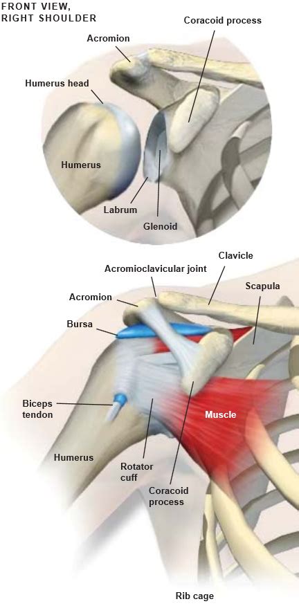 Shoulder Anatomy Shoulder Anatomy Bicep Tendonitis Medical Coding