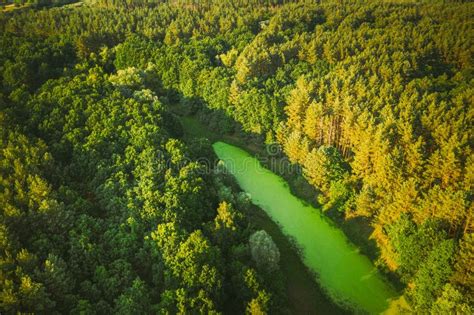 Belarus Elevated View Of Green Small Bog Marsh Swamp Wetland And Green