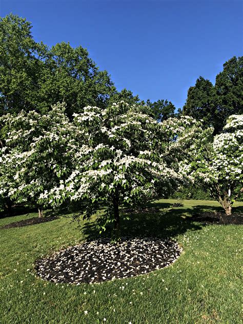 June 4 2021 Kousa Dogwood Barton Arboretum And Nature Preserve