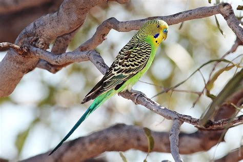 Budgie Wallpapers High Quality Download Free