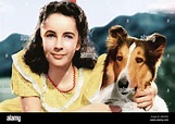 Elizabeth taylor lassie come home hi-res stock photography and images ...