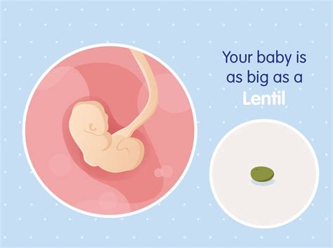 4 Semanas De Embarazo Etapas De Desarrollo Nestlé Baby And Me