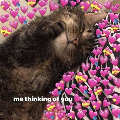 Wholesome Image Sweatshop Cute Cat Memes Cute Love Memes Cute Memes