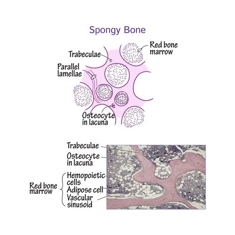 Anatomy And Histology Tutorials Draw It To Know It Histology Usmle