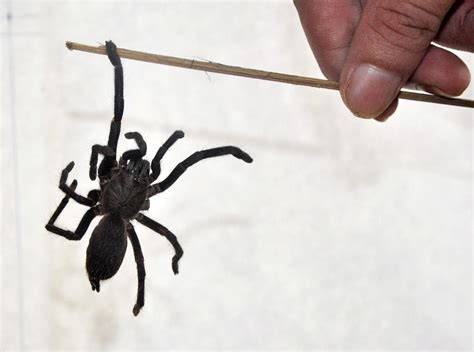 The Worlds Most Dangerous Spiders Warning Graphic Images Cbs News