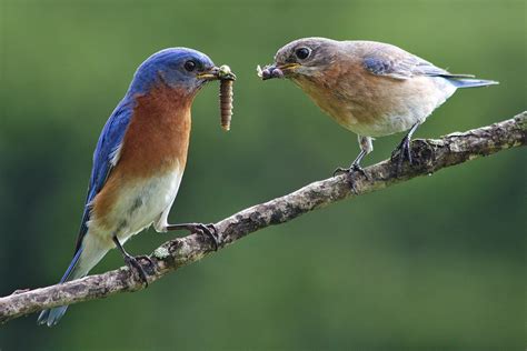 Aah Sanctuary Species Eastern Bluebird — Audubon Society Of Northern