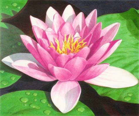 Lily Pad Flower Drawing At PaintingValley Com Explore Collection Of