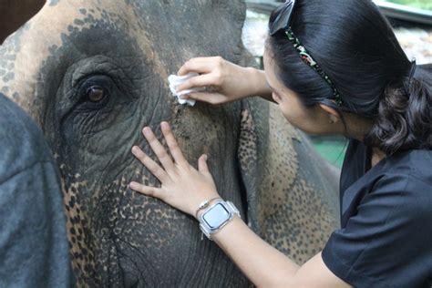 Domesticated Elephants Southern Thailand Elephant Foundation