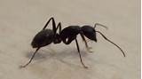 Photos of Termites Symbiotic Relationship