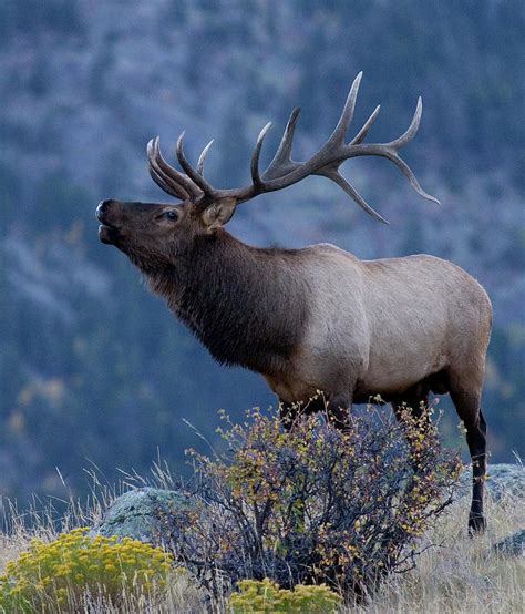 El2 Bull Elk Bugling Close Up Photograph By Judy Syring Pixels