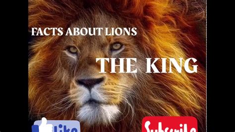 Top 10 Facts About Lion Amazing Facts About Big Cats The Lion Facts