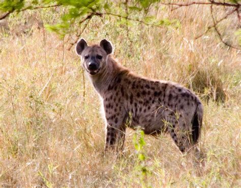 Hyena Pictures And Wallpapers Animals Library