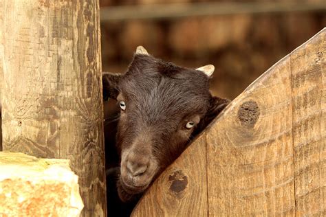 Goat Staring At Camera Photograph By Jerry Shulman Fine Art America