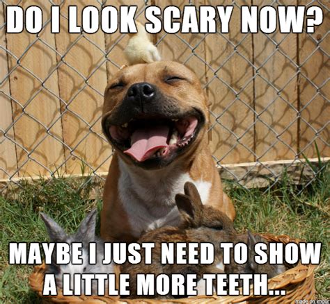 15 Funny Pit Bull Memes To Make Your Day Page 3 Of 5