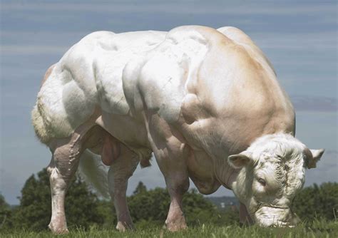 实拍：世界上最强壮的牛，体长5米，体重超2吨，你可能早就吃过它 搜狐大视野 搜狐新闻