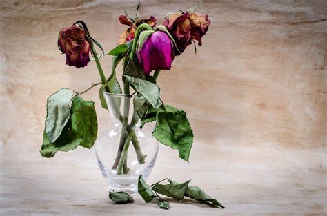 Indeed, flowers are most often connected with death in the novel. Flower Dead Wither · Free photo on Pixabay