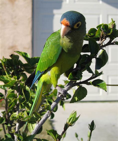 Orange Fronted Parakeet Aratinga Canicularis Bird