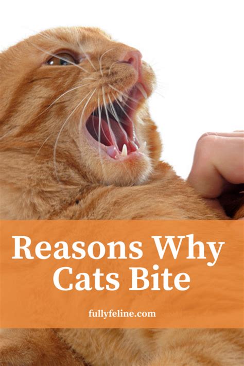 Cat Behavior Why Cats Bite