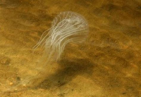 Dangerous Jellyfish Found In Manasquan River