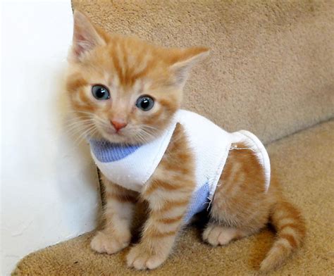 Whats Cuter Than Cats Kittens In Socks Rescued By Rspca Daily Star