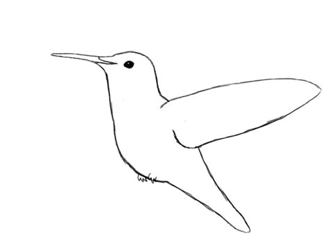 Hummingbird Line Drawing At Getdrawings Free Download