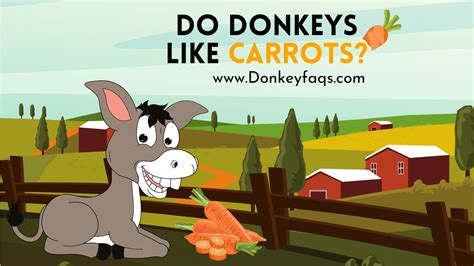 Do Donkeys Like Carrots Donkey FAQs