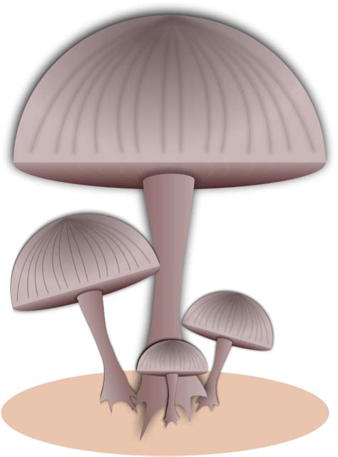 Free Toad Toadstool Cliparts Download Free Toad Toadstool Cliparts Png