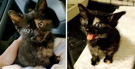 The cat is calm, relaxed. Stray Kitten Lost Her Meow Until She Found Her Rescuer ...