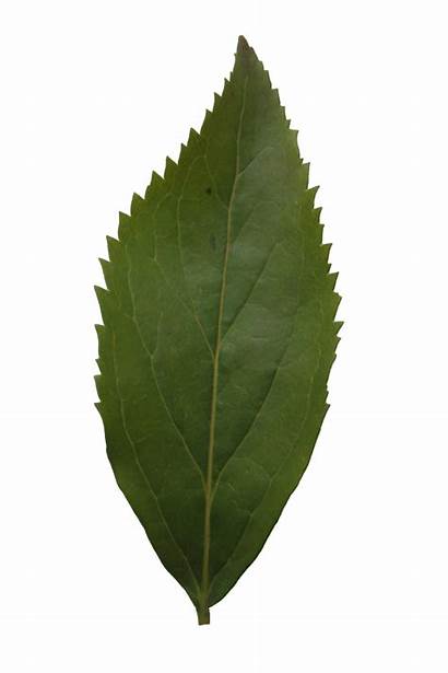 Leaf Texture Ash Leaves Cut Trees Resolution