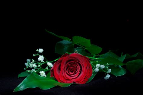 Maybe you would like to learn more about one of these? Single Red Rose 4k Ultra HD Wallpaper | Background Image | 5096x3397 | ID:705731 - Wallpaper Abyss