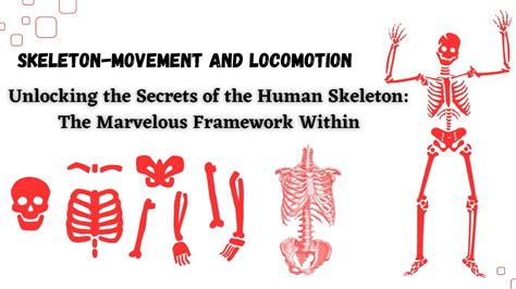 Skeleton Movement And Locomotion Unlocking The Secrets Of The Human