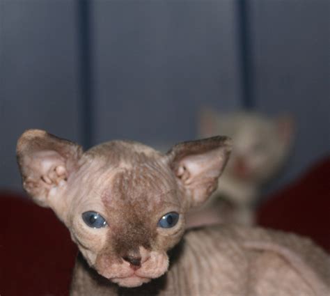 Oc Sphynx Kittens Adorable Sphynx Kittens Available In Time For December