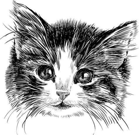 Hand drawn cats head vector set 03 - Vector Animal free download