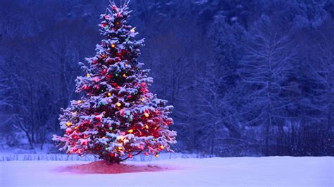 Light Covered Snowy Christmas Tree High Definition High Resolution