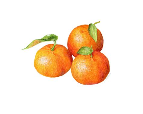 Kendyll Hillegas — Tangerines 2015 By Kendyll Hillegas 9x12