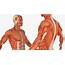 3D Anatomy Male Muscular System Model  Molier International