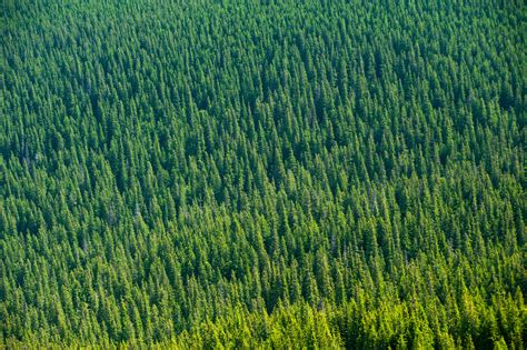 Aerial View Of Trees 4k Hd Photography 4k Wallpapers Images