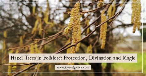 Hazel Trees In Folklore Protection Divination And Magic Icy Sedgwick