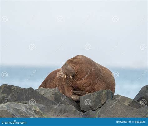 Closeup Shot Of A Brown Arctic Walrus Laying On The Rocks In Seahouses