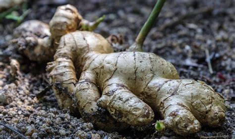 Harvesting Ginger Root Tips On How And When To Pick Ginger Gardening Know How