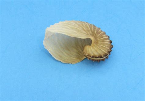 Brown Paper Nautilus Argohauta Hians 1 Shell Approx 1 2 Inches
