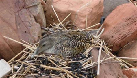 More images for how often do birds lay eggs » How Do Birds Lay Eggs? | Sciencing