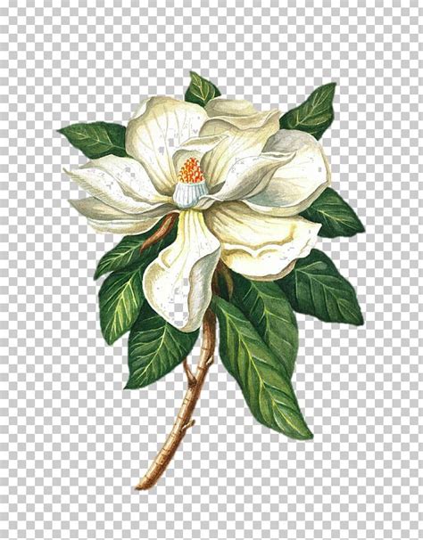Dragonfly and flower painting, drawing flower pencil sketch, dragonflies and flowers transparent background png clipart. Southern Magnolia Flower Drawing | Best Flower Site