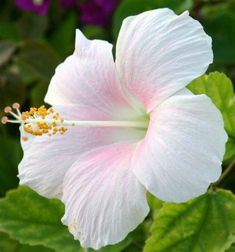 Hibiscus Flower White And Pink Mejores Flores Plantas De Sol Flores