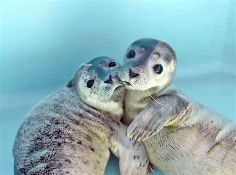 Two Rescued Harbor Seal Pups Have You Ever Seen Anything So Cute