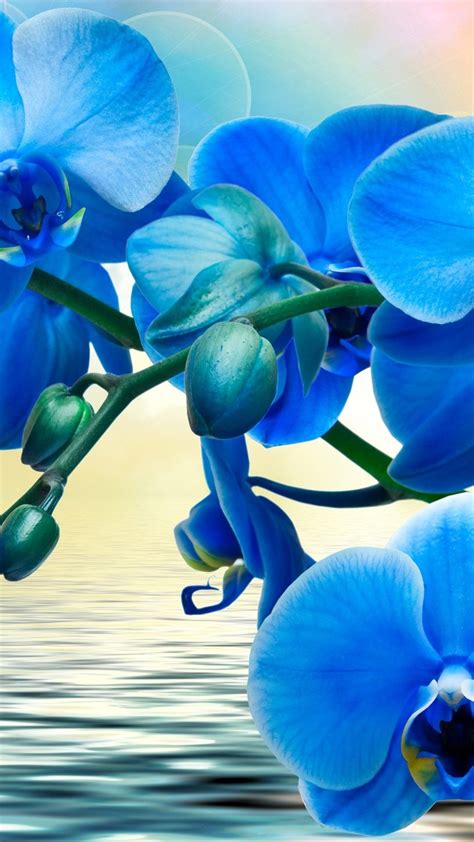 Blue Orchid Wallpapers Top Free Blue Orchid Backgrounds Wallpaperaccess